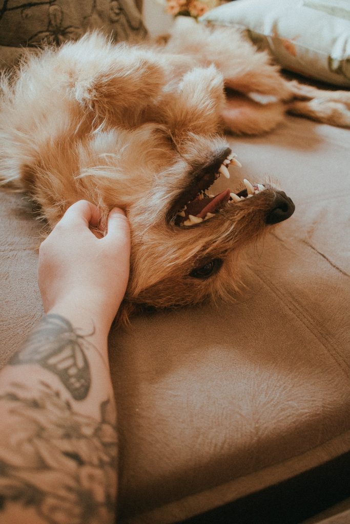 A hand petting a dog on couch